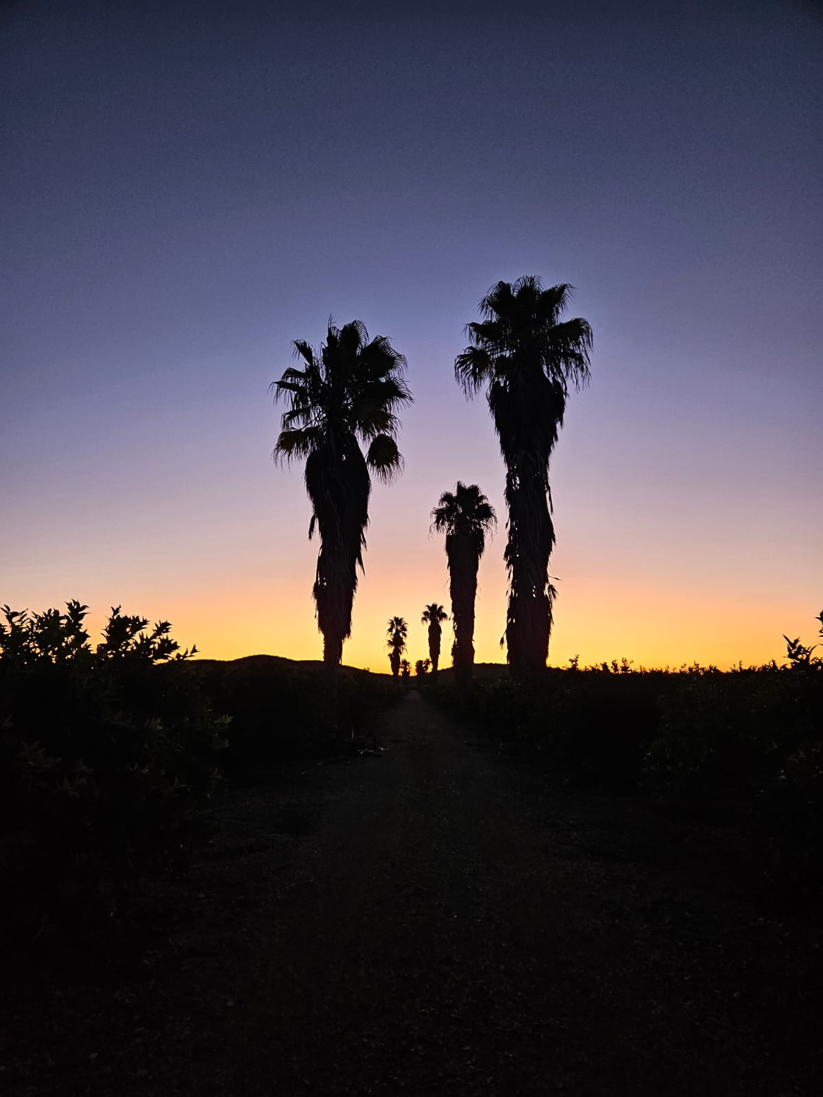 finca perspectiva info 2